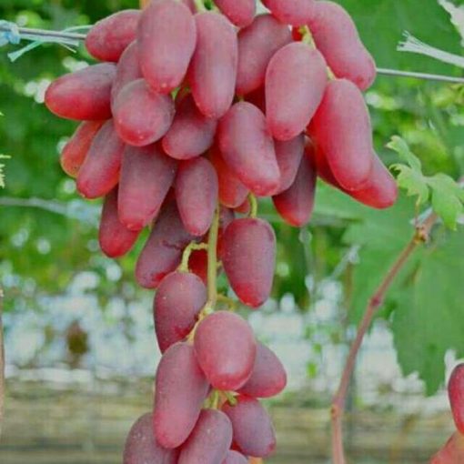 Bibit anggur impor duboski pink bisa COD Maluku Utara