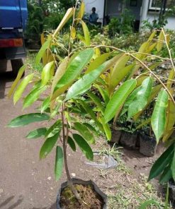 bibit tanaman durian bawor okulasi Sulawesi Selatan