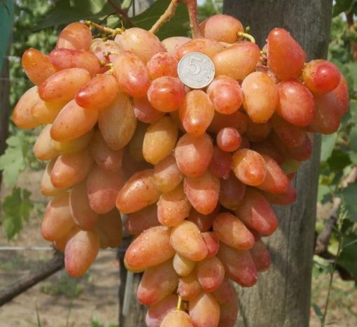 Bibit Anggur Import Dixon COD Jakarta