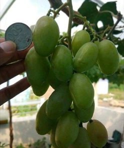 Bibit Anggur Import Dixon COD Kalimantan Timur