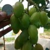 Bibit Anggur Import Dixon COD Sumatra Utara