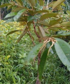 durian bawor tinggi 1 meter up Balikpapan