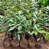 bibit durian montong kaki 3 hasil okulasi cepat berbuah Salatiga