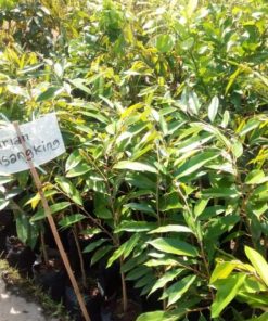 bibit tanaman durian musangking okulasi Jawa Tengah