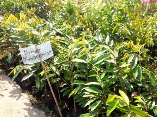 bibit tanaman durian musangking okulasi Jawa Tengah
