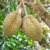 bibit durian montong Aceh