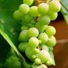 K0I Pohon Anggur Hijau Bibit Tanaman Buah Cocok Dataran Rendah Suhu Panas Sulawesi Selatan