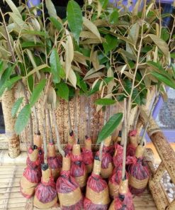 tanaman durian montong jumbo Kalimantan Barat