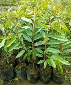 tanaman durian montong jumbo Sumatra Barat