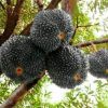 bibit durian duri hitam Blitar