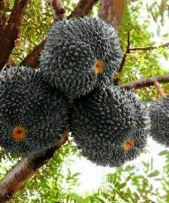 bibit durian duri hitam Blitar