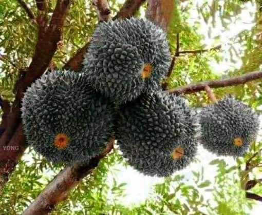 bibit durian duri hitam Sumatra Selatan