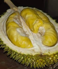 bibit durian duri hitam unggulan Jawa Tengah