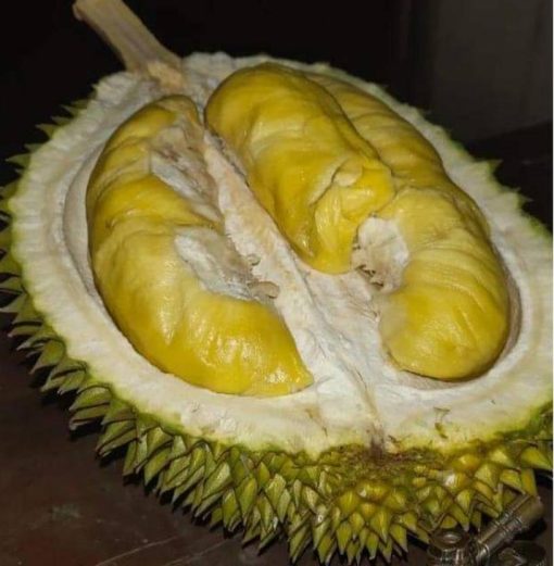 bibit durian duri hitam unggulan Jawa Tengah