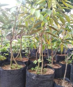 Bibit durian montong kaki 3 Sumatra Barat