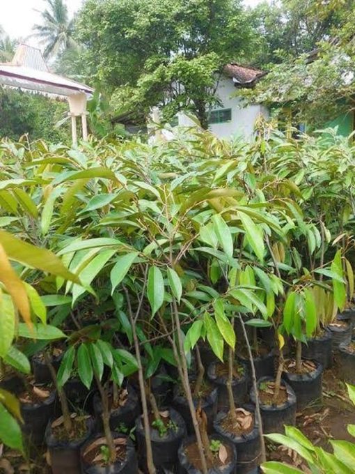 bibit durian duri hitam unggul Kepulauan Riau
