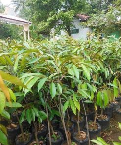 bibit durian duri hitam unggul Nusa Tenggara Barat
