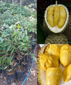 bibit durian musangking okulasi tinggi 50cm up Jawa Timur