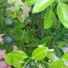 Bibit Pohon Jeruk Kasturi Colomonde Kondisi Berbuah Murah Sumatra Barat