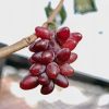 BAYAR COD BIBIT ANGGUR SUPER 100RB DAPAT 6 Jawa Timur