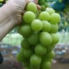 anggur sultan korea dan jepang BIBIT TANAMAN BUAH ANGGUR IMPORT SHINE MUSCHAT Blitar