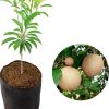 bibit Bibit Tanaman Buah Sawo Manila 60cm Cilegon
