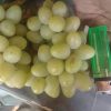 Tanaman Bibit Buah anggur import Landysh Grafting Okulasi Cepat Berbuah Tambulampot Gorontalo