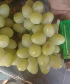 Tanaman Bibit Buah anggur import Landysh Grafting Okulasi Cepat Berbuah Tambulampot Gorontalo