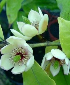 bibit tanaman bunga cempaka mulya magnolia figo Balikpapan