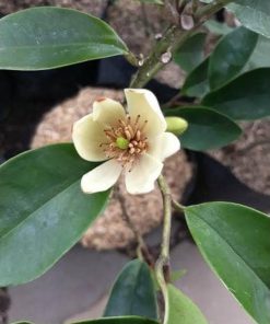 bibit tanaman bunga cempaka mulya magnolia figo Cirebon