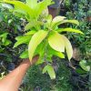 Bibit Mangga Irwin Ungu Okulasi Bisa Cod Jawa Timur