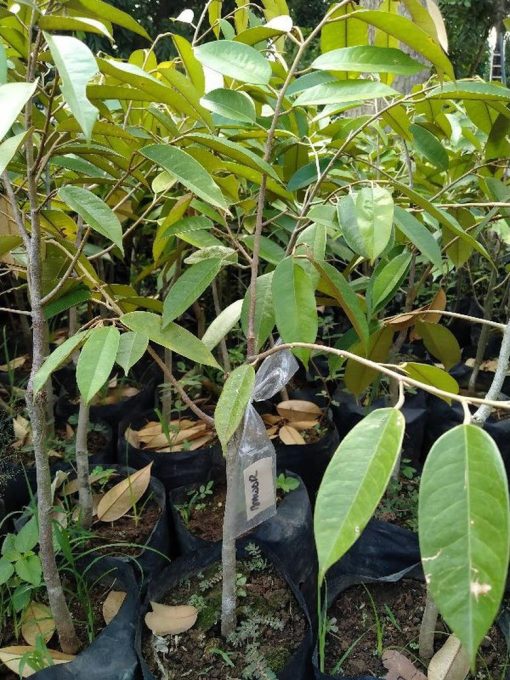 bibit durian bawor kualitas super unggul Maluku