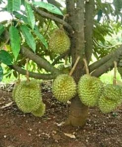 bibit durian bawor siap berbuah Sabang