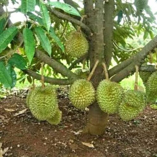 bibit durian bawor siap berbuah Sabang