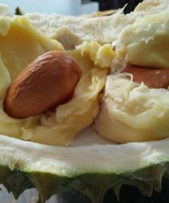 bibit durian bawor siap berbuah Banjar