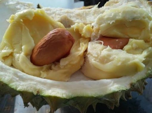 Bibit durian bawor siap berbuah Kota Administrasi Jakarta Timur