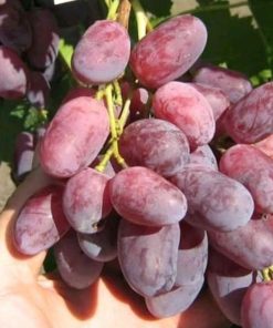Bibit buah anggur import jenis rizamat Sulawesi Selatan