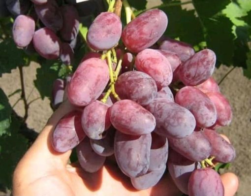 Bibit buah anggur import jenis rizamat Sulawesi Selatan
