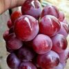 bibit Anggur unggul Riau