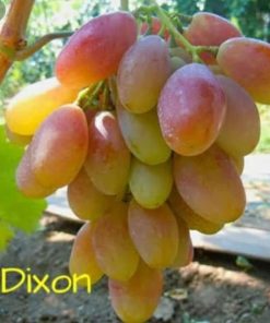 Bibit Anggur Import Dixon Grafting Original Sulawesi Selatan