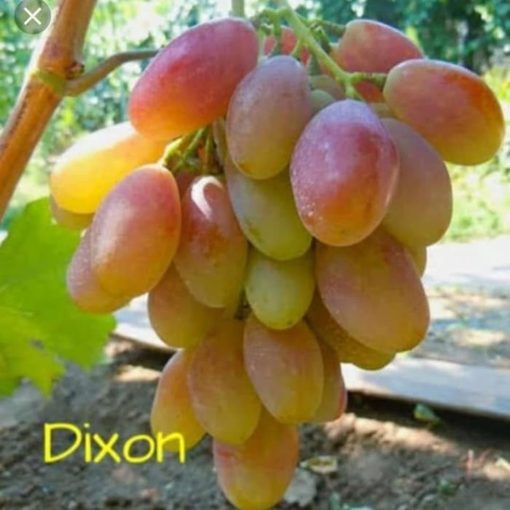 Bibit Anggur Import Dixon Grafting Original Surakarta