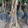 bibit durian bawor musangking kaki 3 batang kokoh Papua