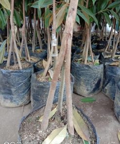 bibit durian bawor musangking kaki 3 batang kokoh Papua
