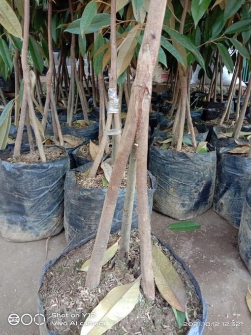 bibit durian bawor musangking kaki 3 batang kokoh Kalimantan Timur