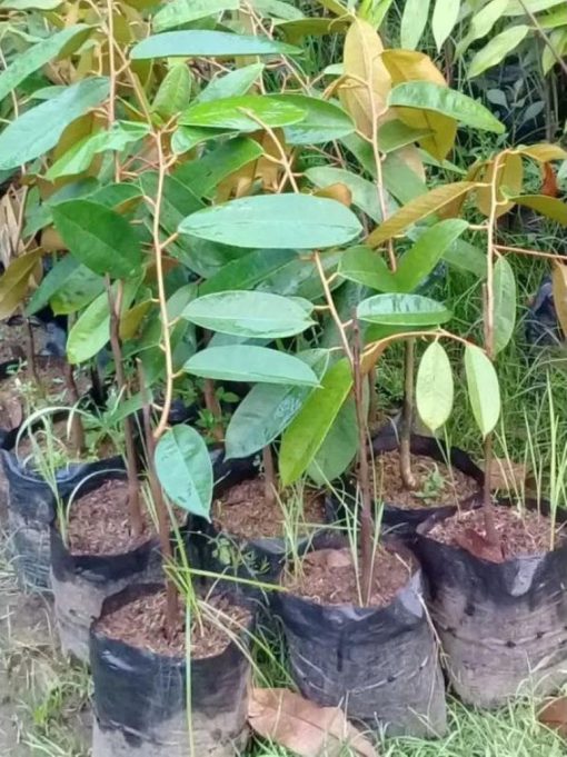 bibit durian musangking Riau
