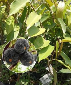 bibit buah durian duri hitam okulasi Mojokerto