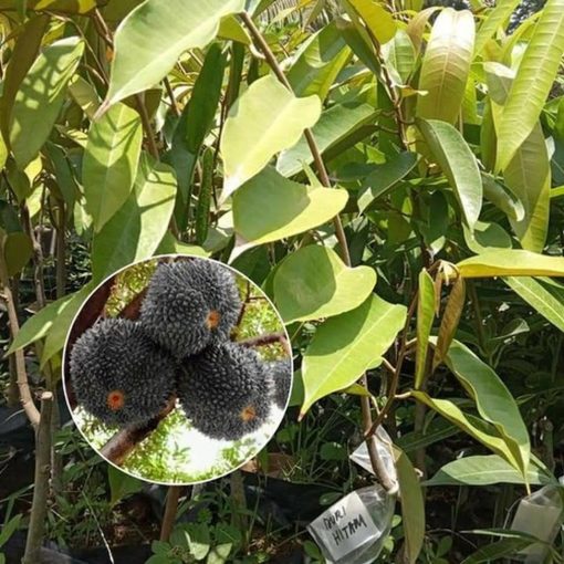 bibit buah durian duri hitam okulasi Mojokerto