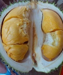 bibit buah durian duri hitam okulasi Magelang