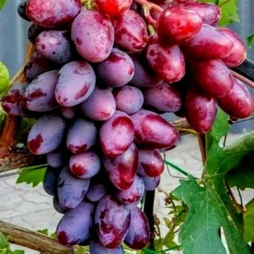Bibit Anggur Baikonur New Grafting Pasuruan