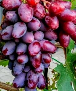 Bibit Anggur Baikonur New Grafting Magelang